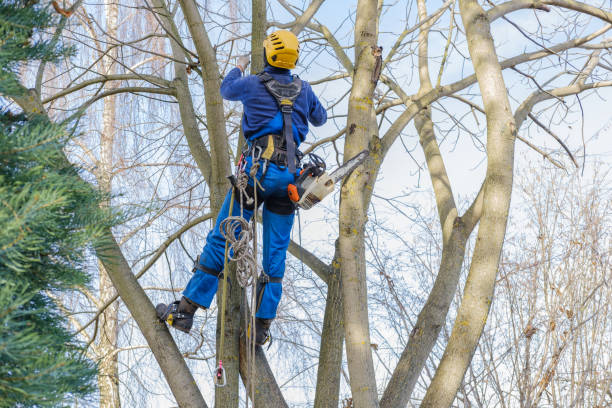 Trusted Glasgow, OR Tree Care Experts