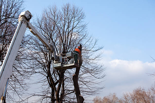 How Our Tree Care Process Works  in  Glasgow, OR